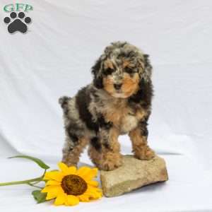 Lilac, Bernedoodle Puppy