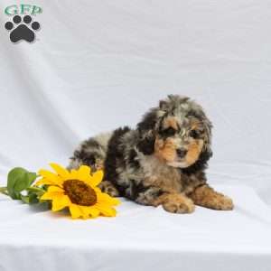 Lilac, Bernedoodle Puppy