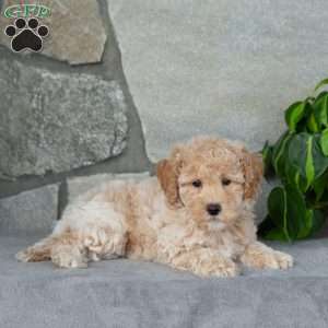 Ralph, Bich-Poo Puppy