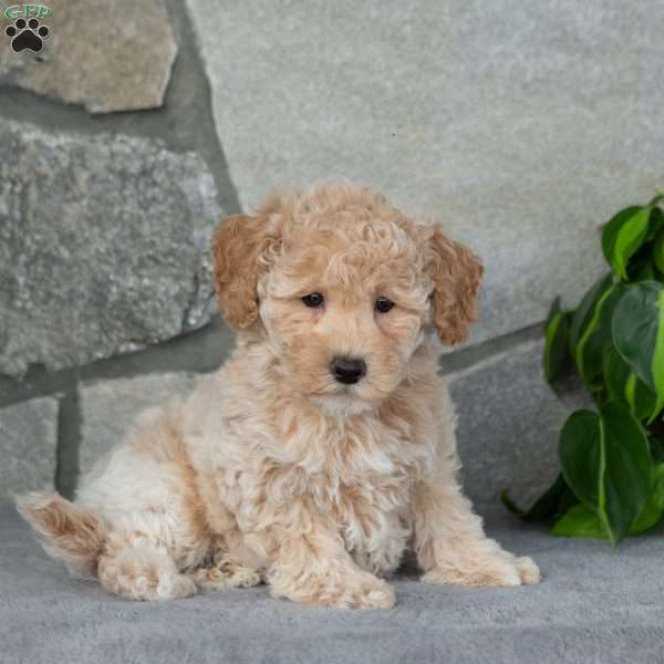Ralph, Bich-Poo Puppy