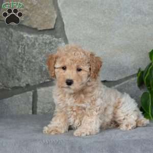 Ralph, Bich-Poo Puppy