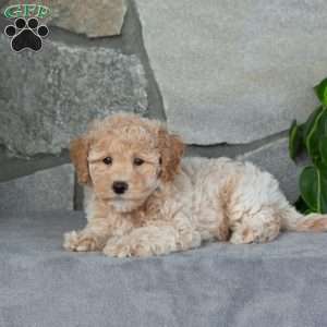 Ralph, Bich-Poo Puppy