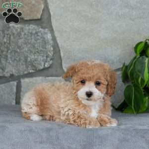 Regina, Bich-Poo Puppy