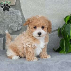 Regina, Bich-Poo Puppy