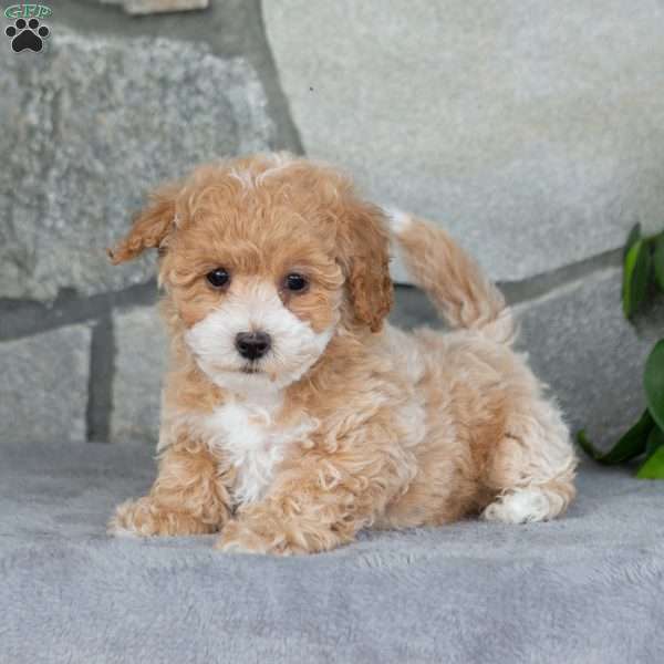 Regina, Bich-Poo Puppy