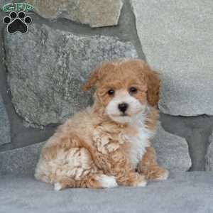 Regina, Bich-Poo Puppy