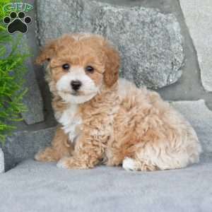 Regina, Bich-Poo Puppy