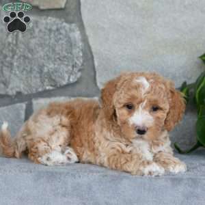 Rosie, Bich-Poo Puppy