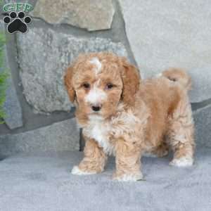 Rosie, Bich-Poo Puppy