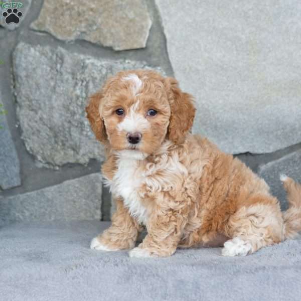 Rosie, Bich-Poo Puppy