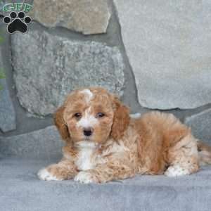 Rosie, Bich-Poo Puppy