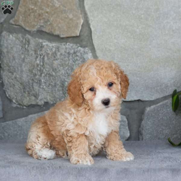 Rae, Bich-Poo Puppy