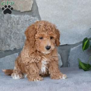 Rocky, Bich-Poo Puppy