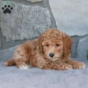 Rocky, Bich-Poo Puppy