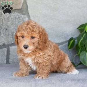 Rocky, Bich-Poo Puppy