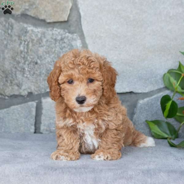Rocky, Bich-Poo Puppy