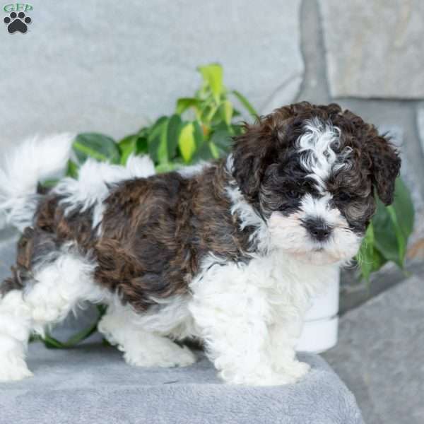 Sparkie, Teddy Bear Puppy