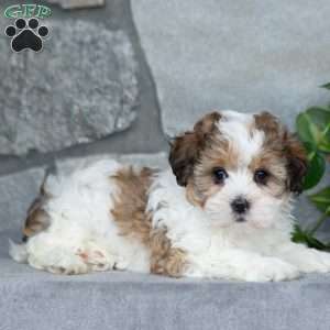 Stella, Teddy Bear Puppy