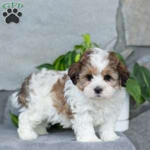 Stella, Teddy Bear Puppy