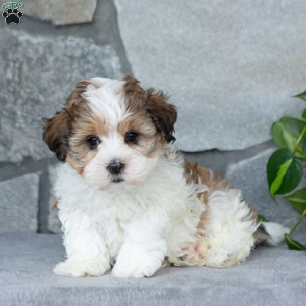 Stella, Teddy Bear Puppy