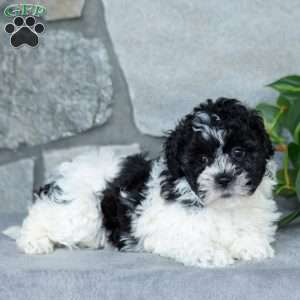 Sweetie, Teddy Bear Puppy