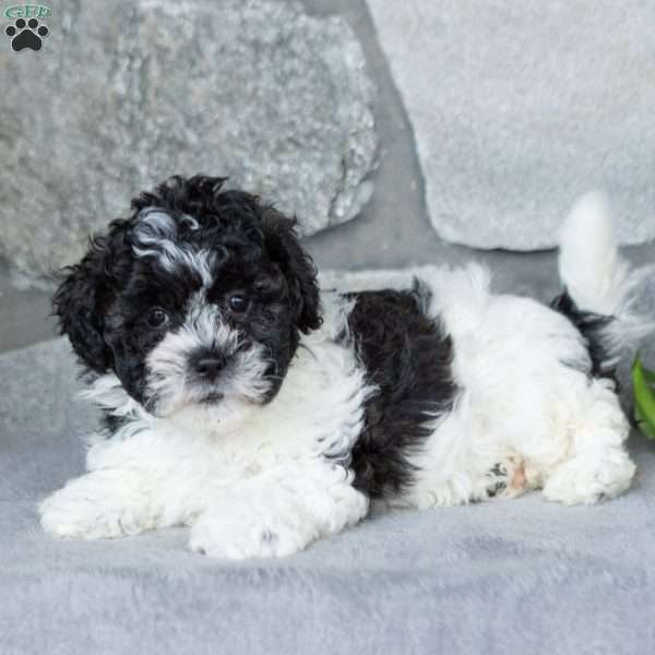 Sweetie, Teddy Bear Puppy