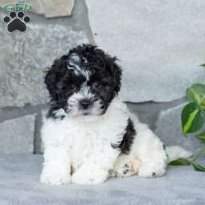 Sweetie, Teddy Bear Puppy