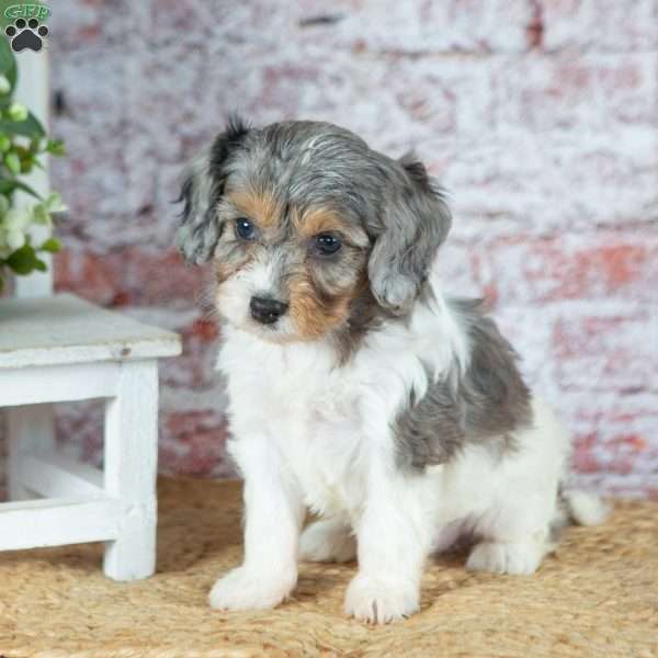 Janie, Cavapoo Puppy