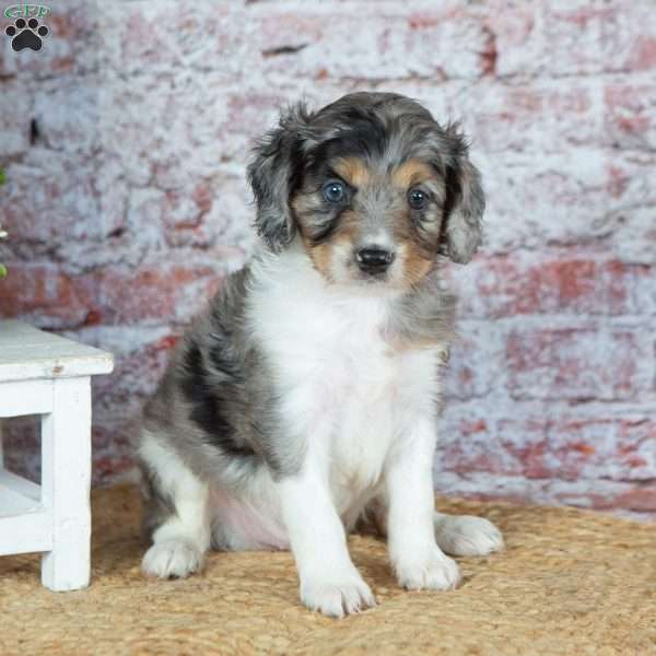 Jasper, Cavapoo Puppy
