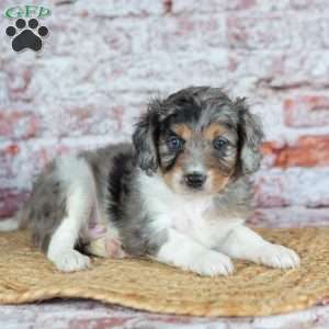 Jasper, Cavapoo Puppy