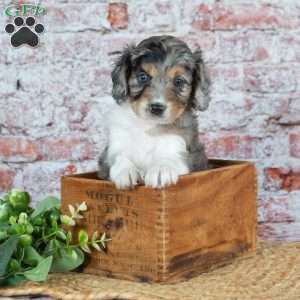 Jasper, Cavapoo Puppy