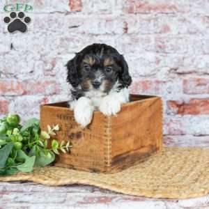 Jett–(Tiny), Cavapoo Puppy
