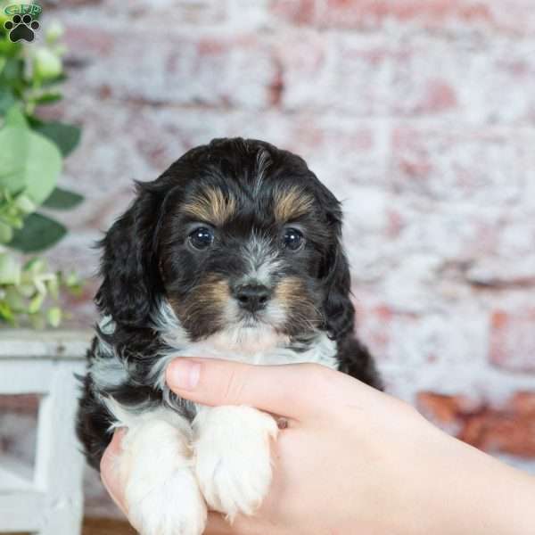 Jett–(Tiny), Cavapoo Puppy