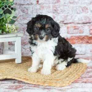 Jett–(Tiny), Cavapoo Puppy