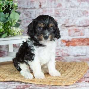 Jett–(Tiny), Cavapoo Puppy