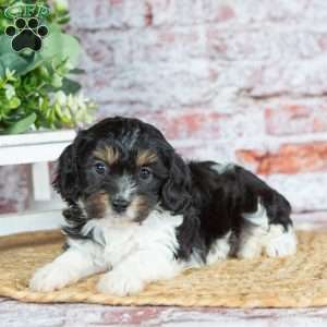Jett–(Tiny), Cavapoo Puppy