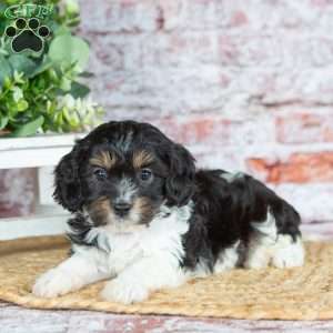 Jett–(Tiny), Cavapoo Puppy