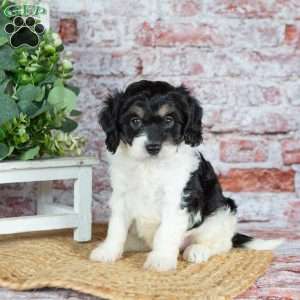 Jackson, Cavapoo Puppy