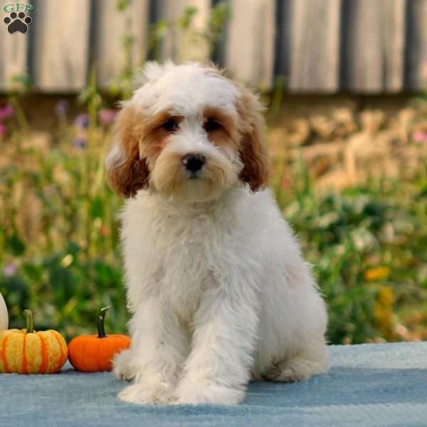 Morgan, Cavapoo Puppy