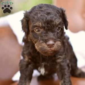 Alfie, Miniature Poodle Puppy