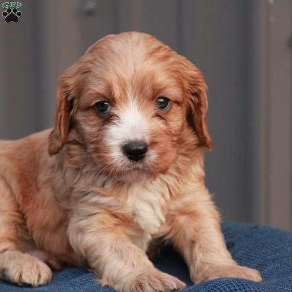 Eagle, Cavapoo Puppy