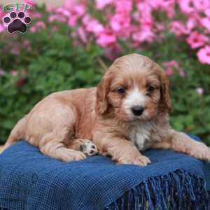 Eagle, Cavapoo Puppy