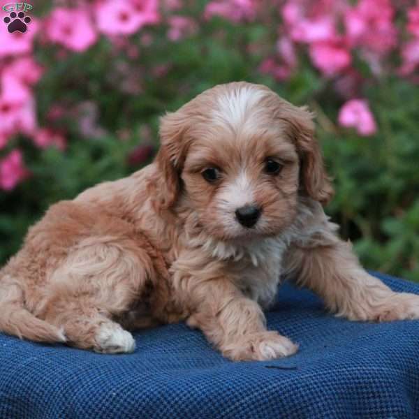 Ebony, Cavapoo Puppy