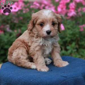 Ebony, Cavapoo Puppy