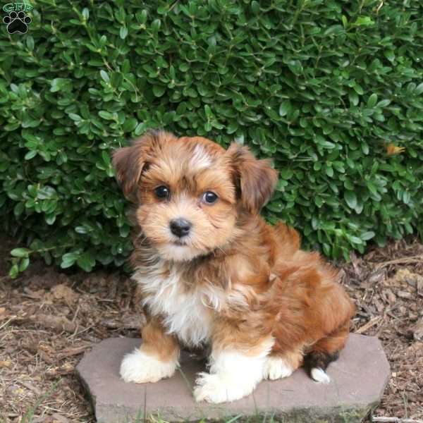 Echo, Havanese Puppy