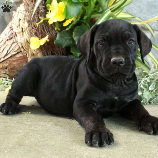 Echo, Cane Corso Puppy