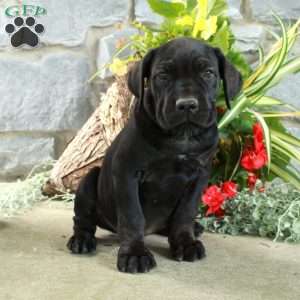 Echo, Cane Corso Puppy