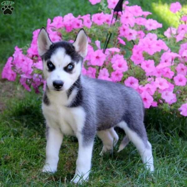 Echo, Siberian Husky Puppy