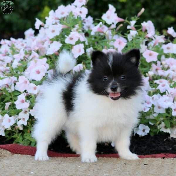 Echo, Pomeranian Puppy