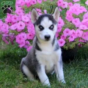 Echo, Siberian Husky Puppy